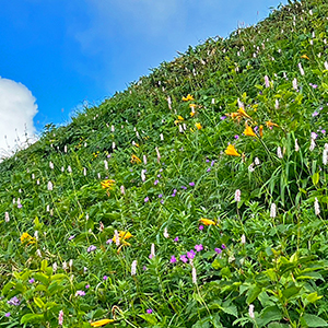 ７月の白山、花がいっぱいの斜面