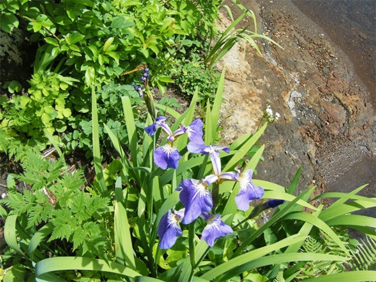 鳥海山の花。名前は知らない。